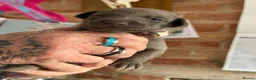 Whippet dogs for sale: STUNNING KC REG WHIPPETS  - Advert 3