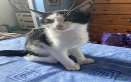 British Shorthair cats for sale: 2 Kittens Available - Image 3
