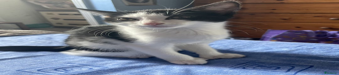 British Shorthair Kitten 2