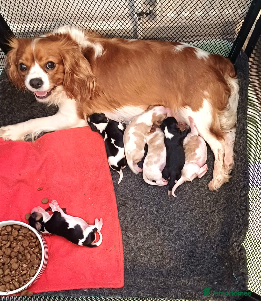 Cavalier King Charles Spaniel dogs for sale: Beautiful quality kc registered cavalier puppies  - Image 7