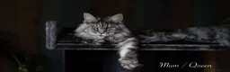 Maine Coon cats for sale: Maine Coon Kittens - Silver Tabby & Calico - Advert 13