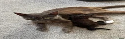 Mixed Breed cats for sale: 2 kittens for sale  in Milton Keynes - Advert 8