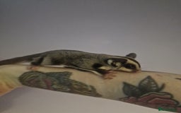 Sugar Glider rodents for sale: Mosaic Male Joey and classic joey - Image 8