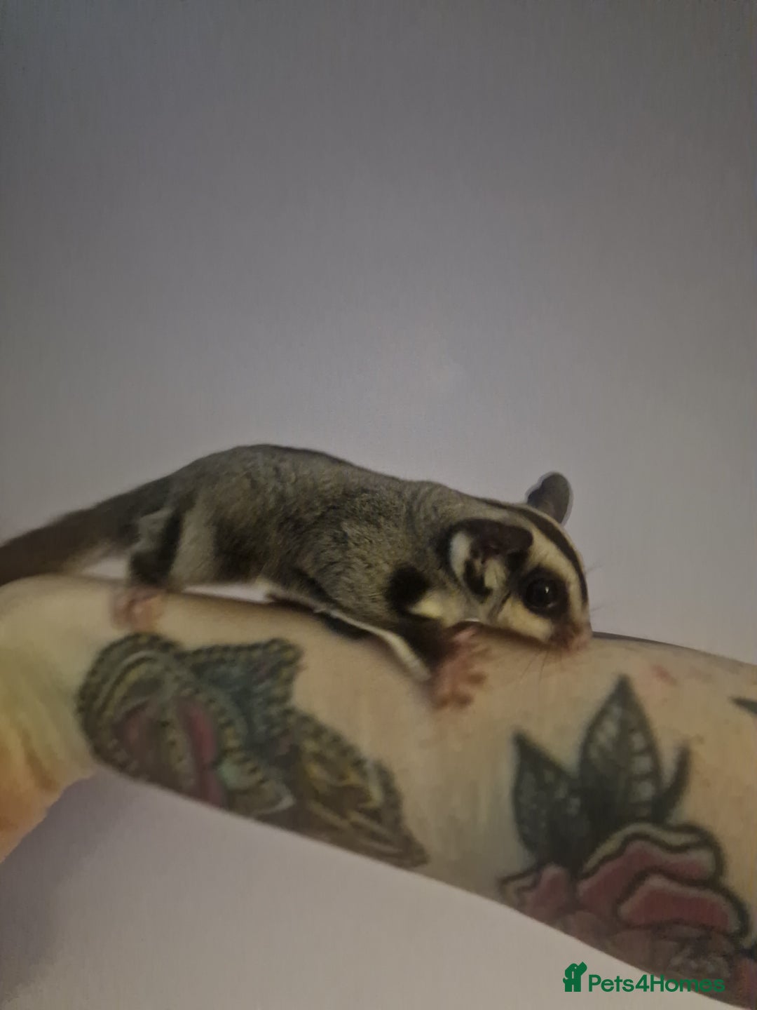 Sugar Glider rodents for sale: Mosaic Male Joey and classic joey - Image 8