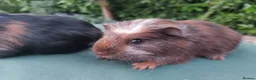 Guinea Pig rodents for sale: Beautiful baby Guinea PIgs - Advert 10