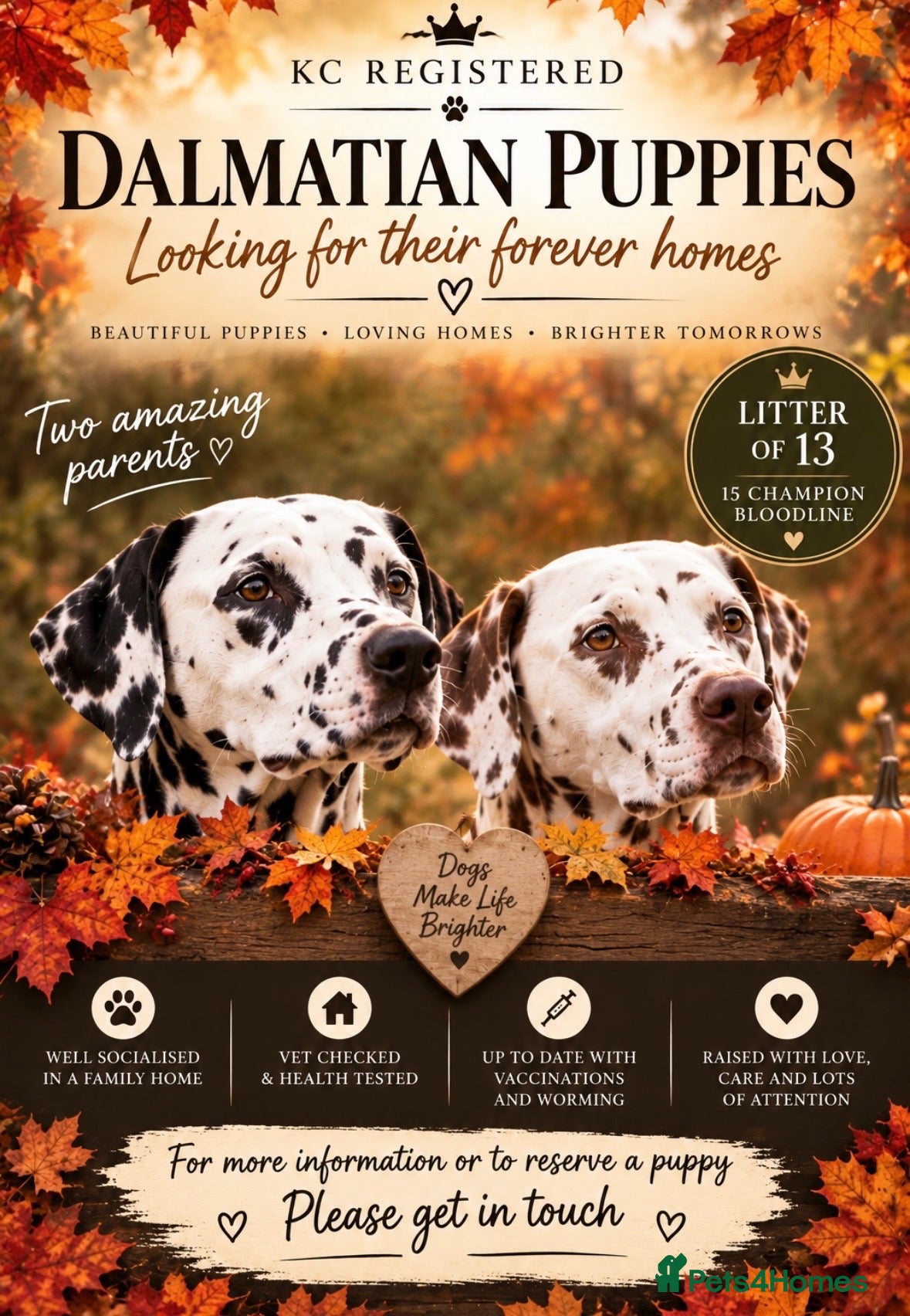 Dalmatian dogs 13 KC registered Dalmatian puppies  - Advert 16