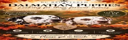Dalmatian dogs for sale: 13 KC registered Dalmatian puppies  - Advert 1