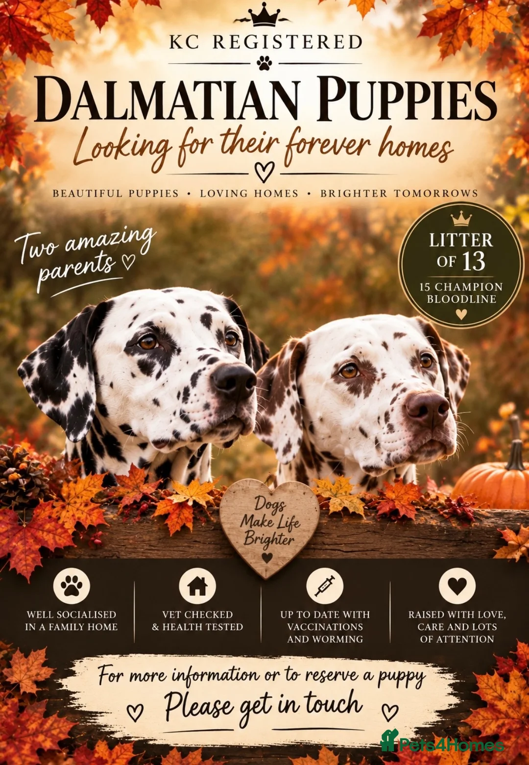 Dalmatian dogs for sale: 13 KC registered Dalmatian puppies  - Advert 1