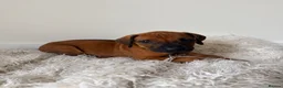 Rhodesian Ridgeback dogs for sale: Outstanding Rhodesian Ridgeback puppies ready 4wk - Advert 16