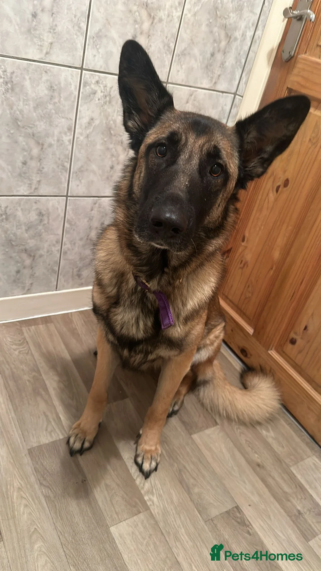 Mixed Breed dogs for sale: Big tart needing cuddle - Advert 2