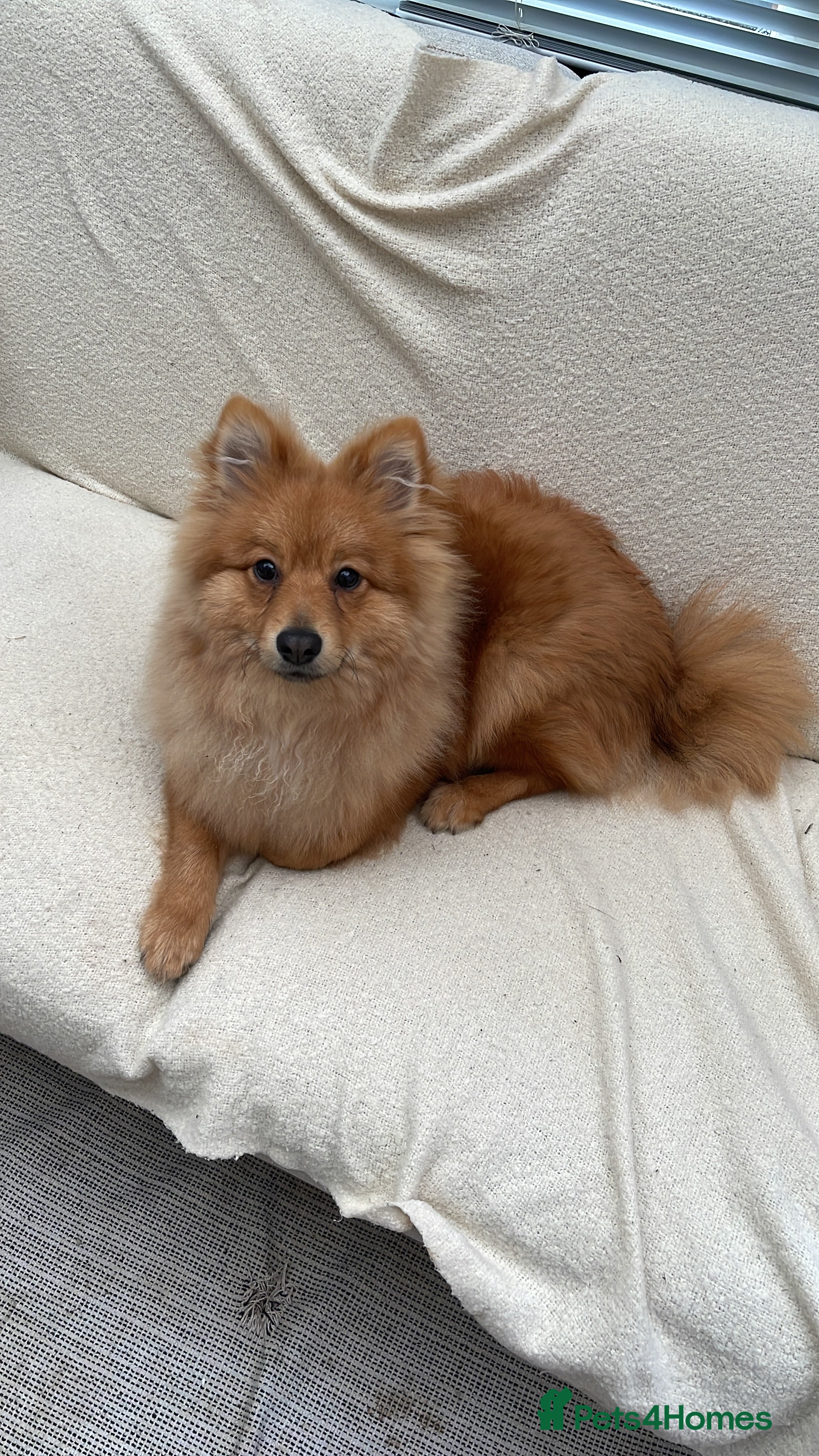 Pomeranian dogs 7 months Pomeranian looking for new home  - Advert 11