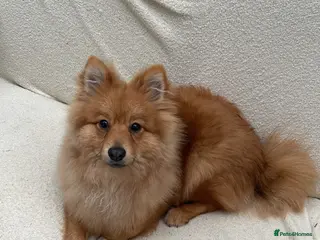 Pomeranian dogs 7 months Pomeranian looking for new home - Advert 11