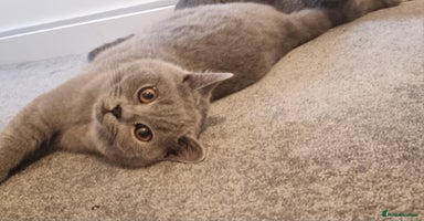 British Shorthair cats - Advert 3