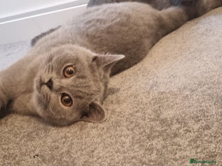 British Shorthair cats - Advert 18