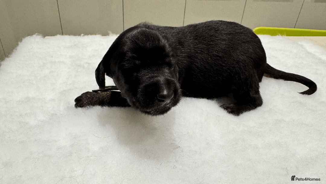 Afghan Hound dogs for sale: Afghan Hound Litter AVAILABLE - Image 12