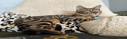 Bengal cats for sale: Male and female Bengal  - Advert 7