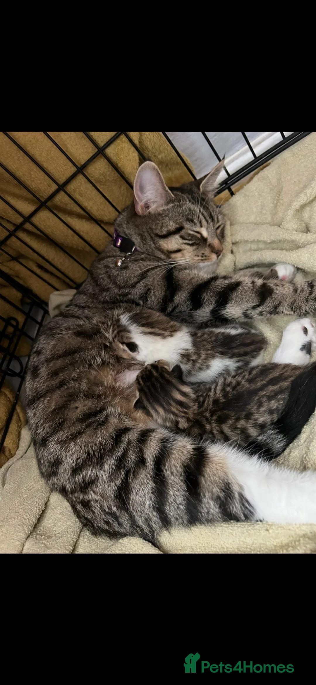 Mixed Breed cats for sale: Beautiful kittens ready for amazing homes  - Advert 2