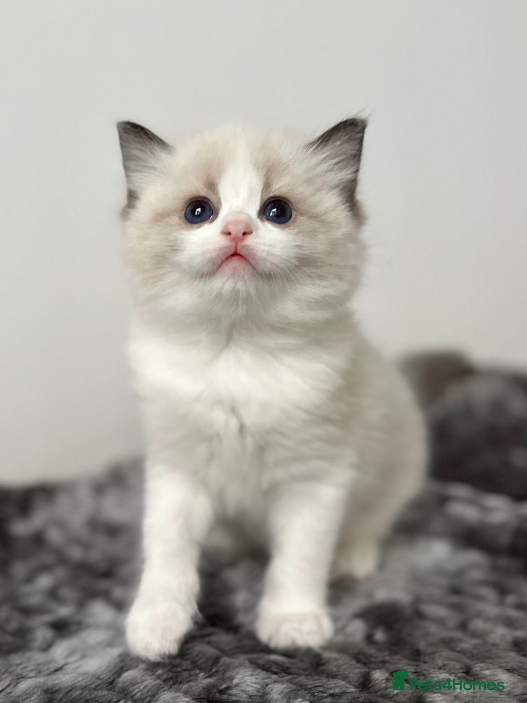 Ragdoll cats for sale: Exquisite Seal Bicolour Ragdoll Boys dolly face - Image 20