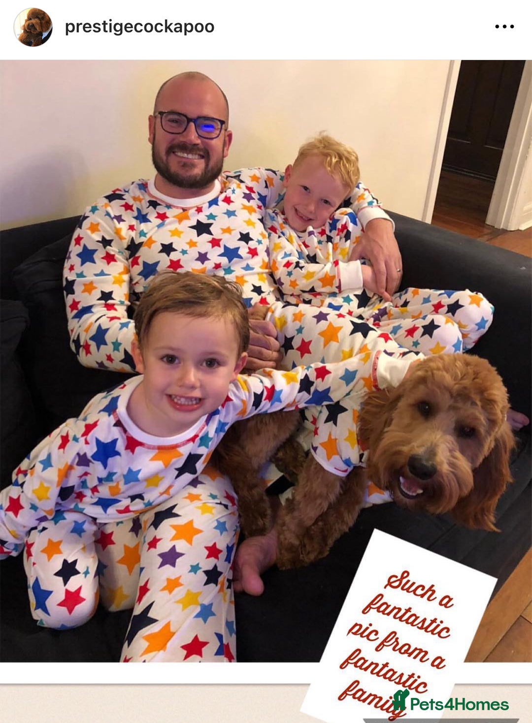 Cockapoo dogs for sale: Extensively Health Tested F1b cockerpoo Puppies  - Image 9