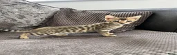 Bengal cats for sale: Stunning full pedigree registered bengal kittens  - Advert 8