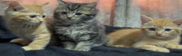 Mixed Breed cats for sale: maine coon x british short hair - Advert 2