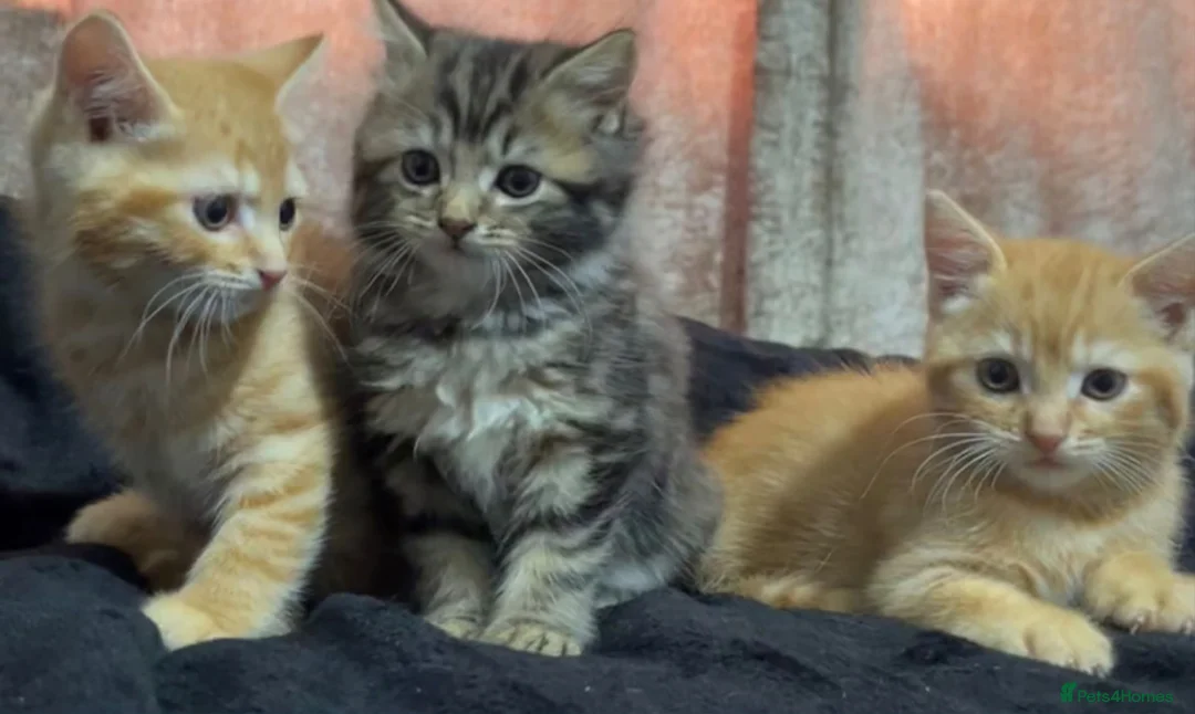 Mixed Breed cats for sale: maine coon x british short hair - Advert 2