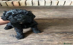 Cockapoo dogs for sale: Reduced!!! Last 2 ready now, F1B Cockapoos in Whitley Bay - Image 12