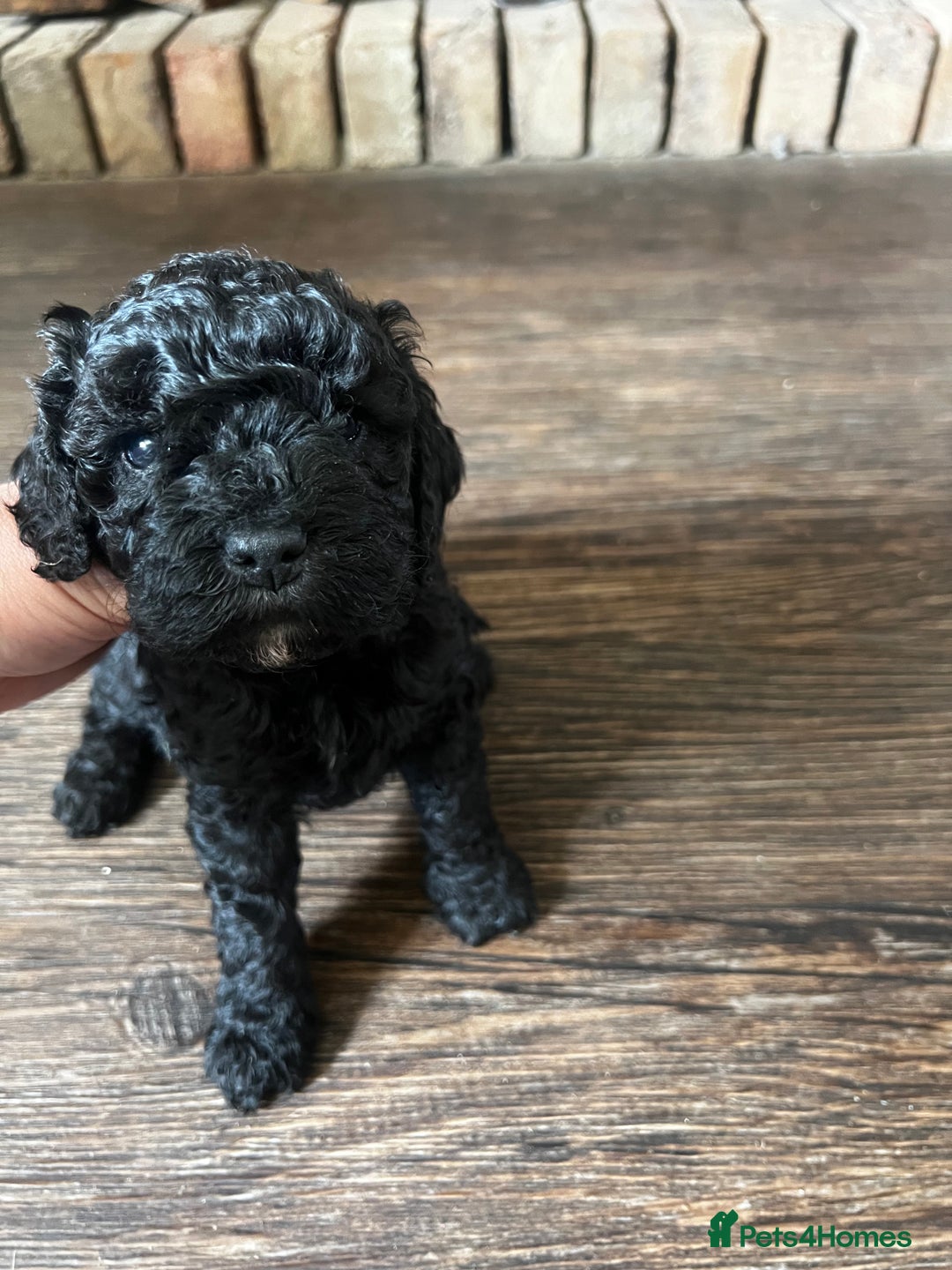 Cockapoo dogs for sale: Reduced!!! Last 2 ready now, F1B Cockapoos in Whitley Bay - Image 12