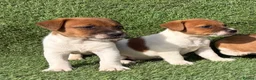 Jack Russell dogs for sale: Pure breed short tail Jackrussell pups  - Advert 9