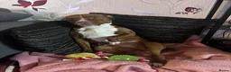 American Bully dogs for sale: Lexi - classic American bully  in Bilston - Advert 1
