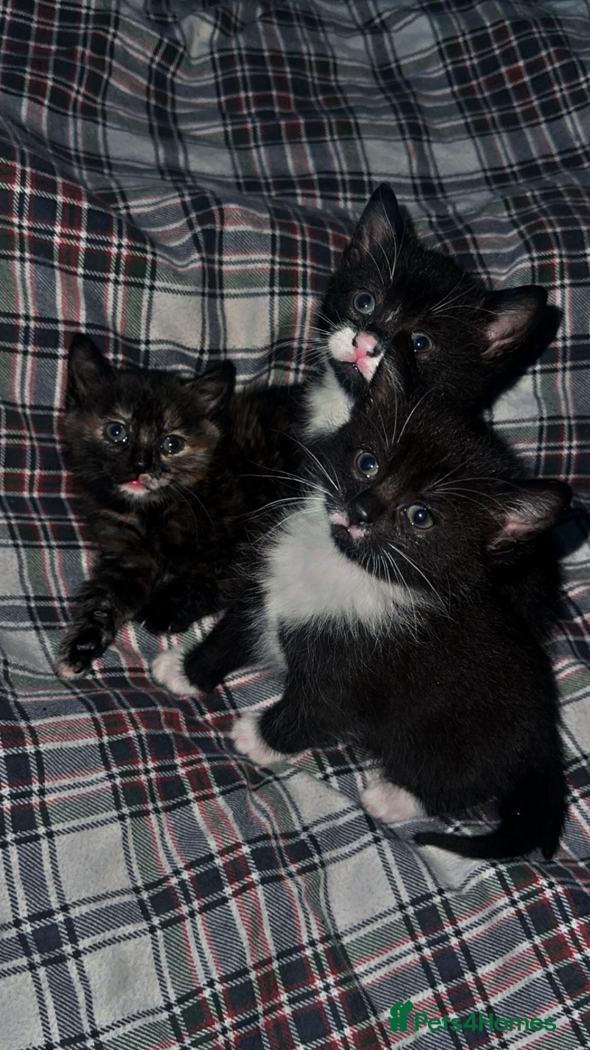 Mixed Breed cats 3 beautiful kittens  - Advert 5