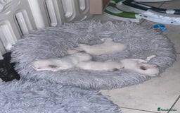 Ragdoll cats for sale: Rarest colour pedigree Ragdoll kittens - Image 25