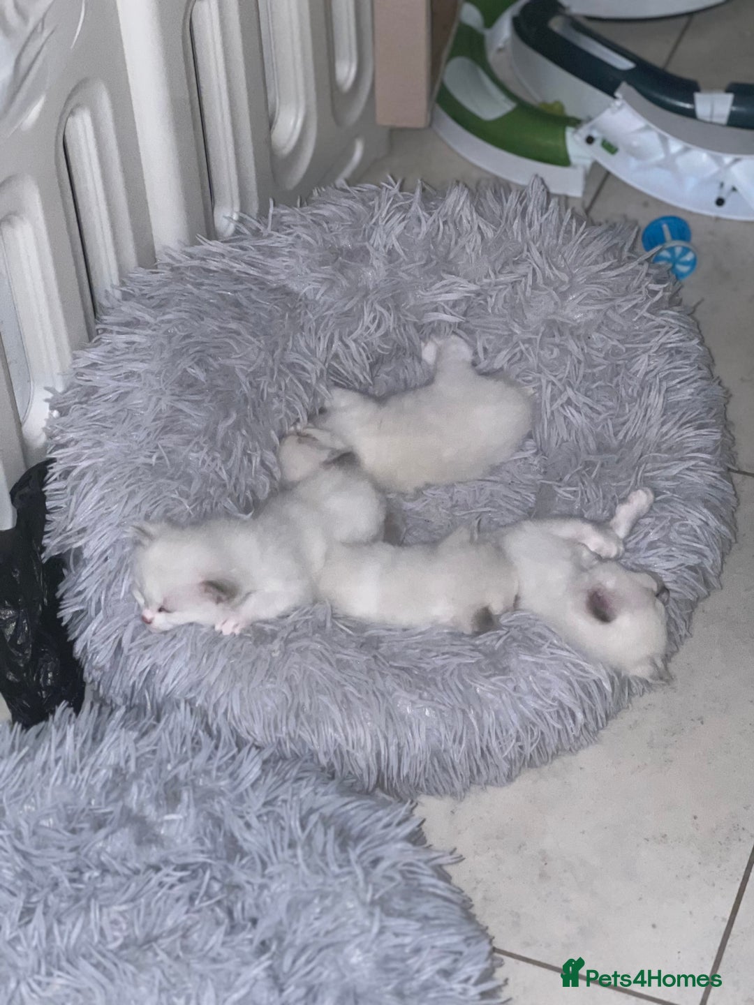 Ragdoll cats for sale: Rarest colour pedigree Ragdoll kittens - Image 25