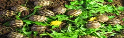Hermann Tortoise reptiles for sale: Baby Hermann & Spur-thigh Tortoises for sale - Advert 9
