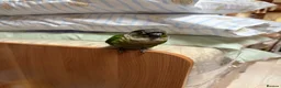 Conures birds for sale: Male green cheeked conure needing new home - Advert 3