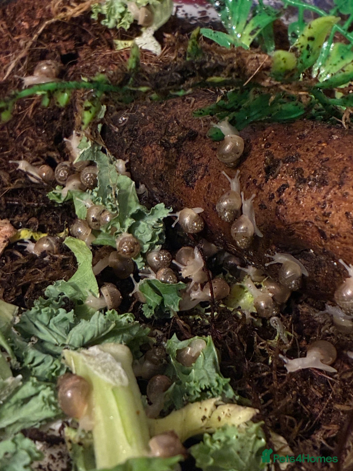 Snails invertebrates Albino giant african  land snails  - Advert 1