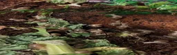 Snails invertebrates for sale: Albino giant african  land snails  - Advert 1