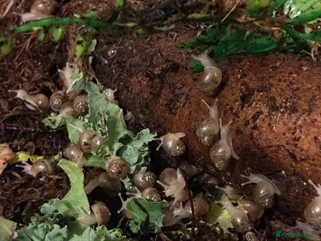 Snails invertebrates for sale: Albino giant african land snails - Advert 1