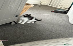 Mixed Breed cats for sale: Two kittens - Image 1