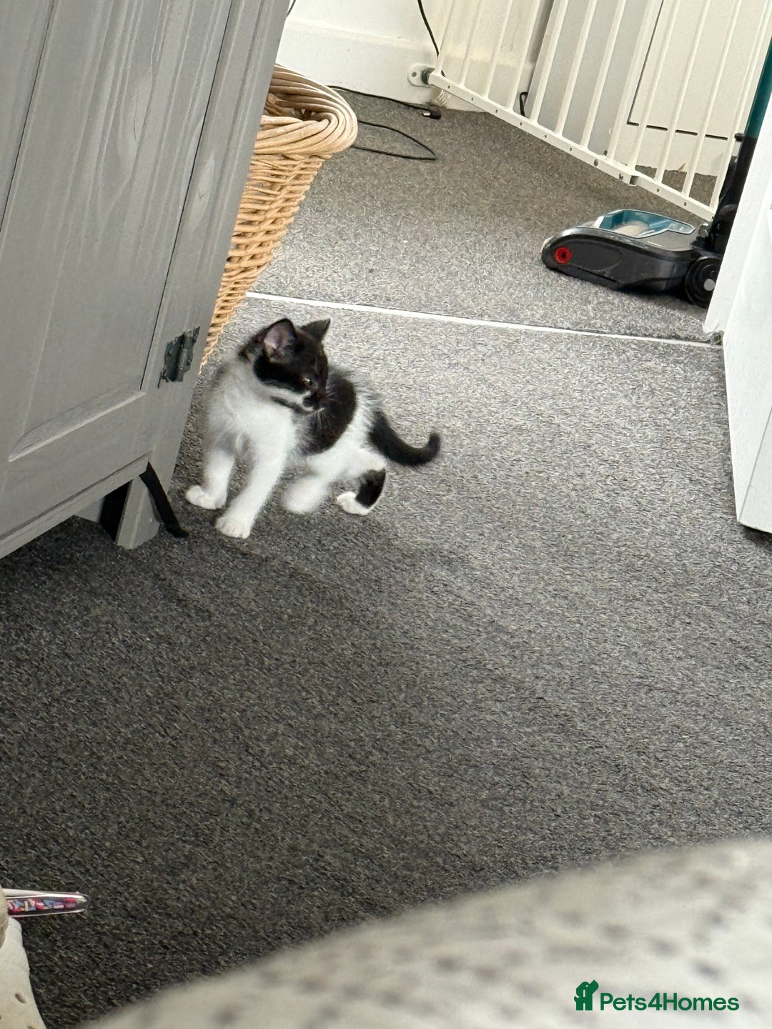 Mixed Breed cats for sale: Two kittens - Image 1