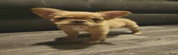 French Bulldog dogs for sale: KC REG AND FULL PEDIGREE FRENCH BULLDOGS - Advert 9