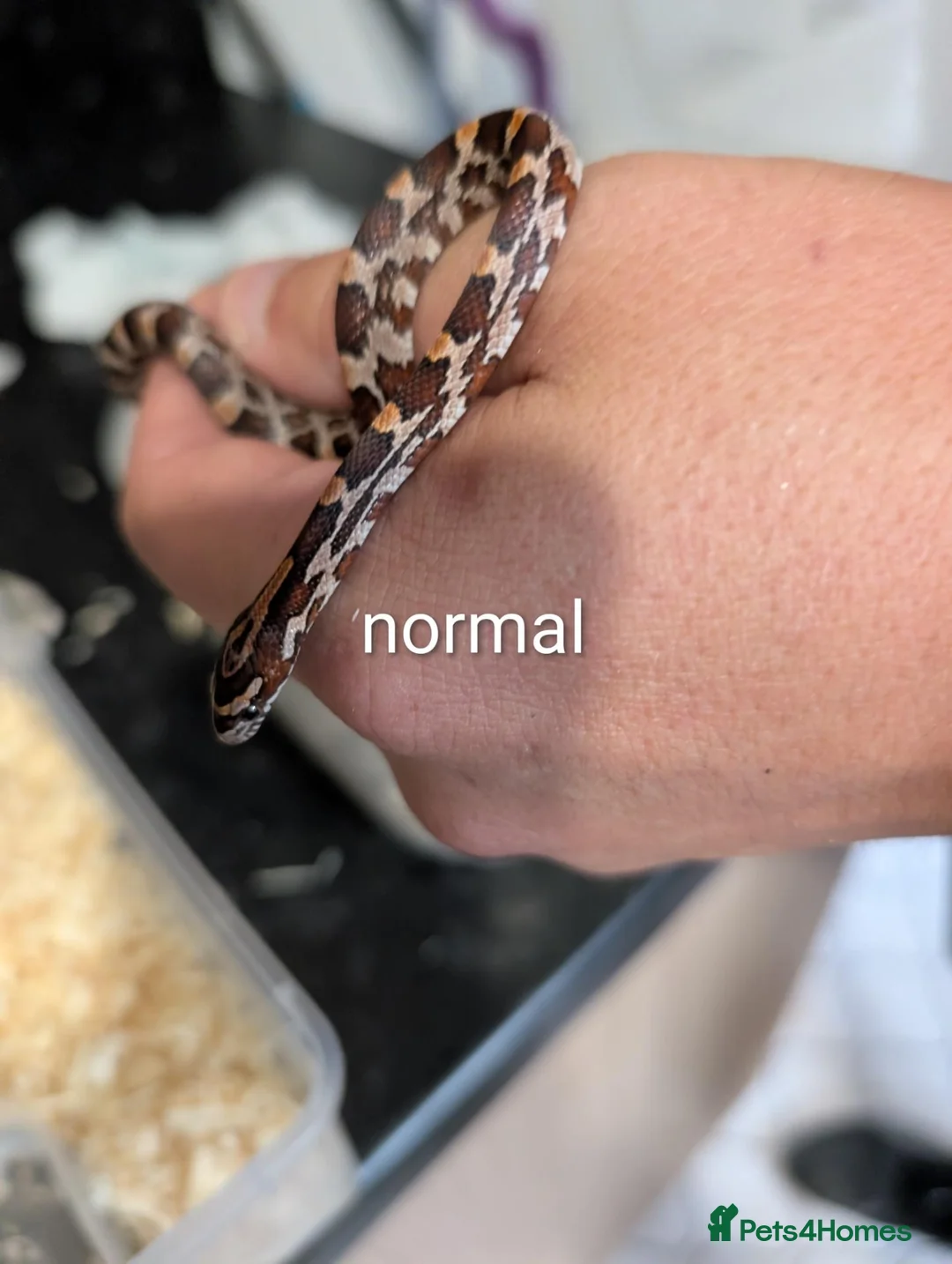 Corn Snake reptiles for sale: Corn snakes for sale  - Advert 2