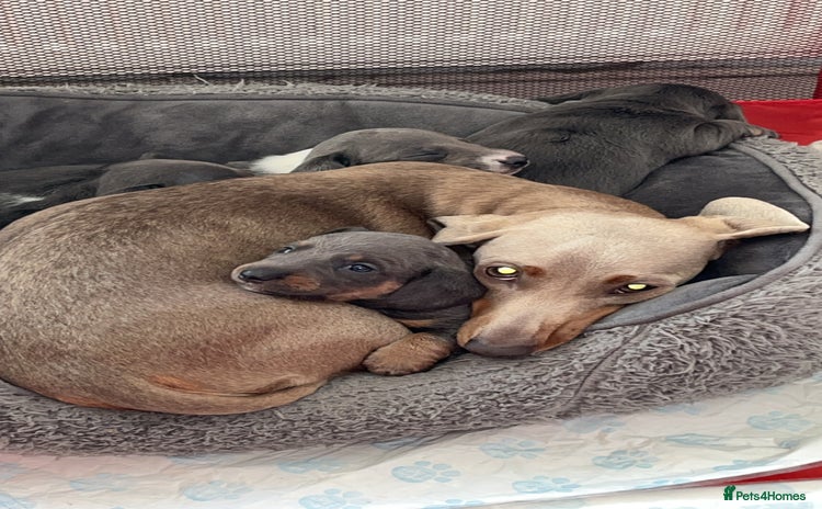 Dachshund dogs - Advert 5