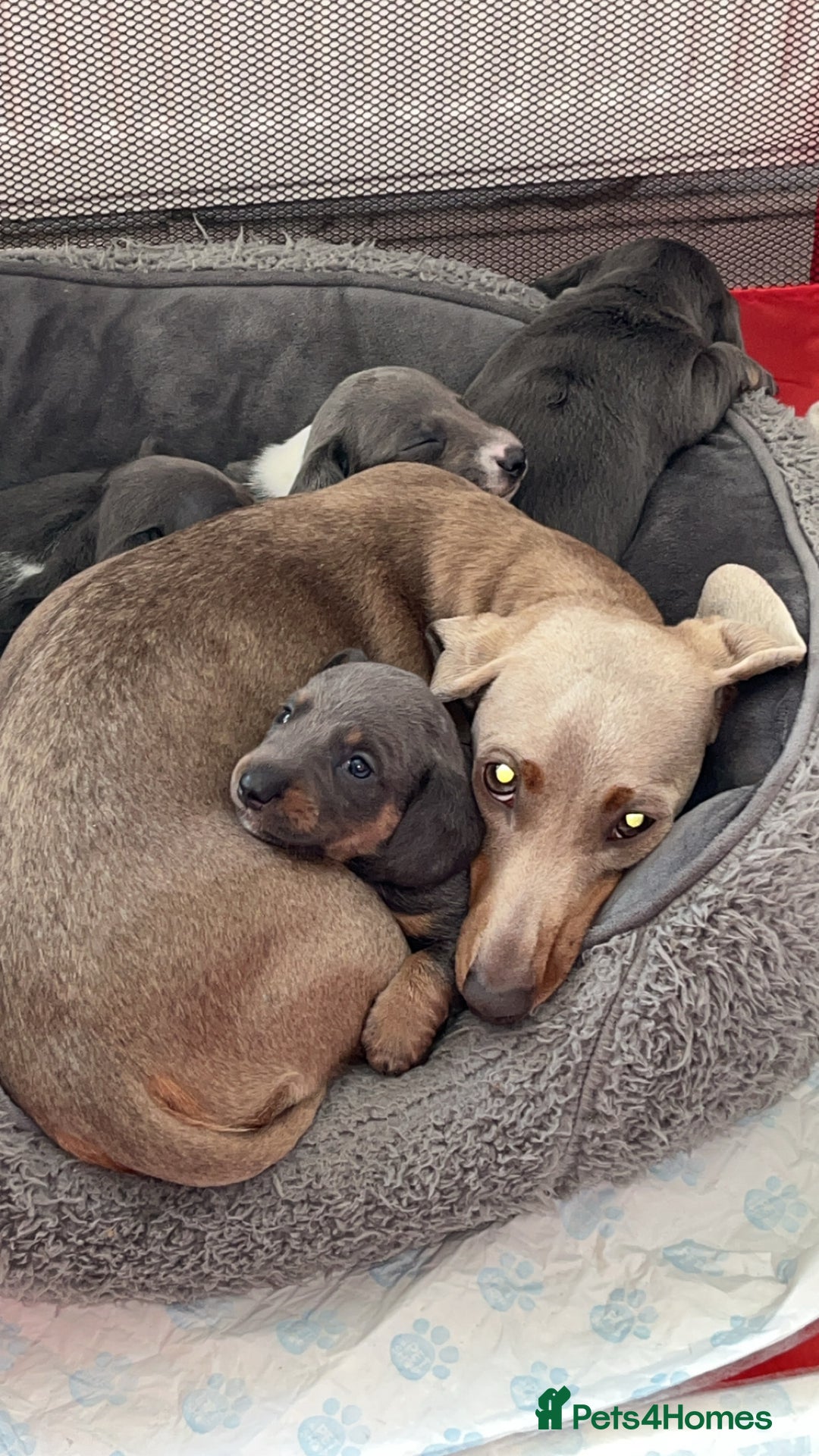 Dachshund dogs for sale: Gorgeous miniature dachshunds  - Image 1