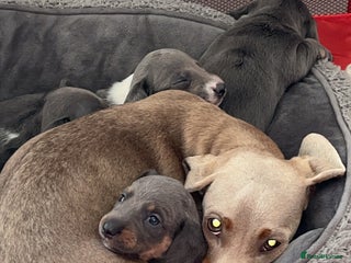 Dachshund dogs - Advert 33