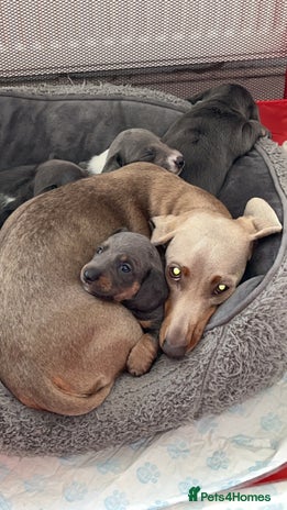Dachshund dogs - Advert 3