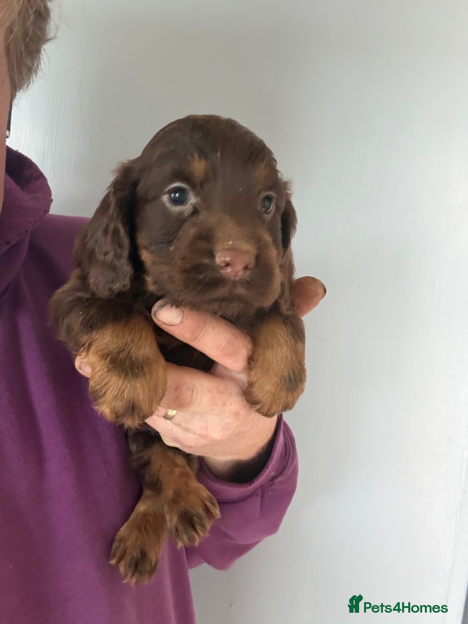 Cocker Spaniel dogs Chocolate Cocker Spaniel pups - Advert 9