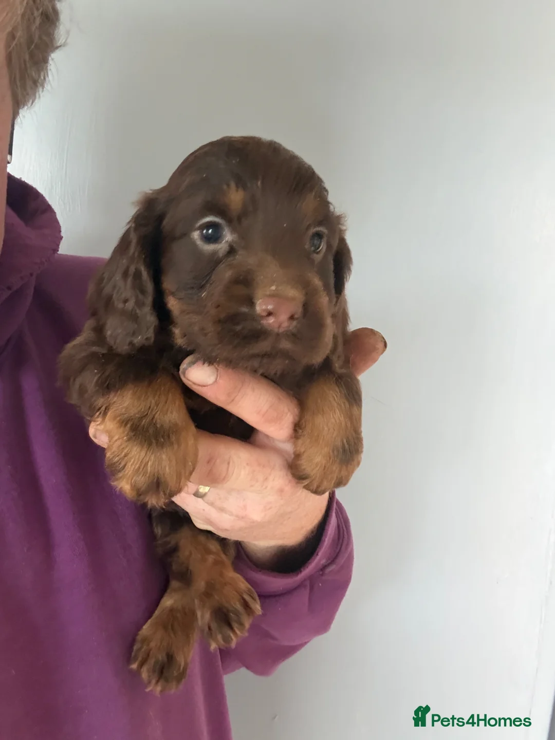 Cocker Spaniel dogs for sale: Chocolate Cocker Spaniel pups - Advert 1