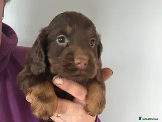 Cocker Spaniel dogs Chocolate Cocker Spaniel pups - Advert 9