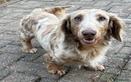 Miniature Dachshund dogs for sale: BANKSY Isabella & tan boy in Grays - Image 1